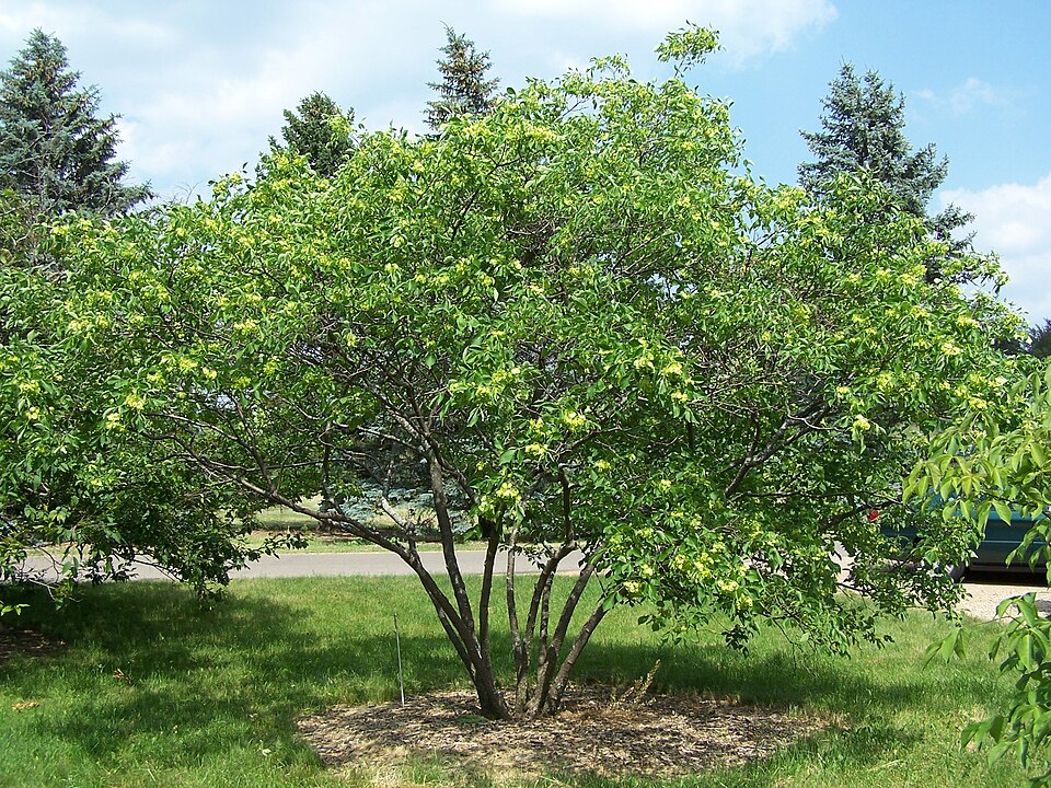 Common Hoptree photo 7