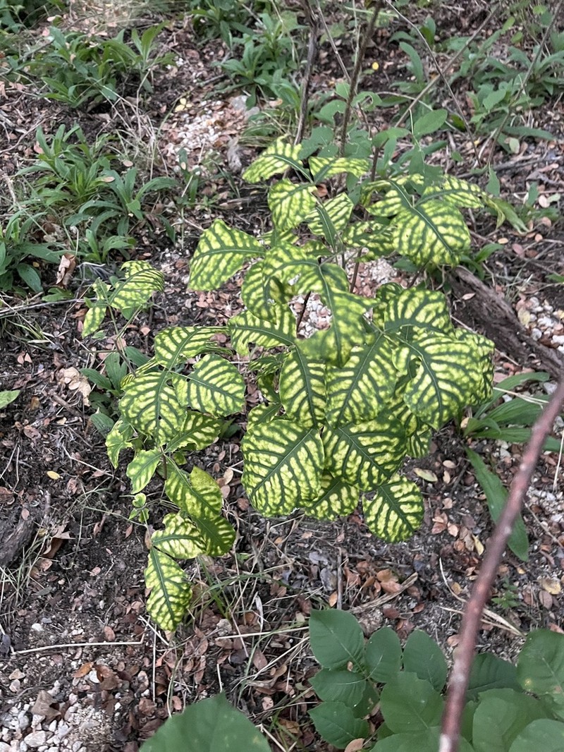 Common Hoptree photo 4