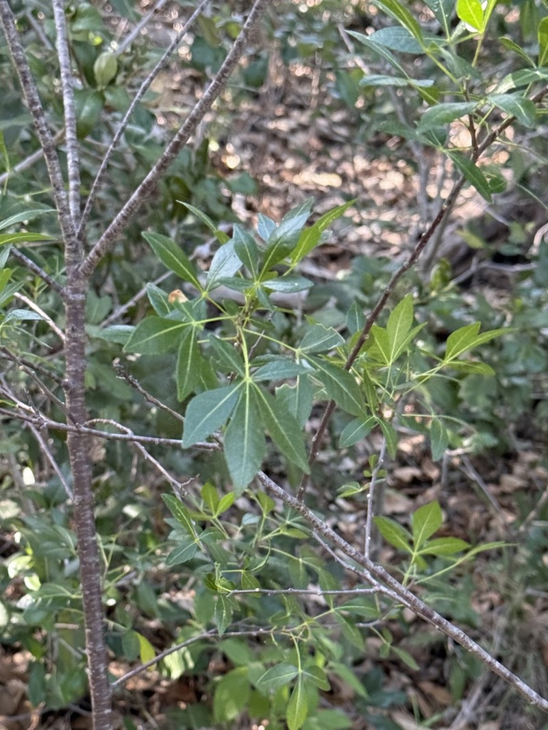 Common Hoptree photo 5