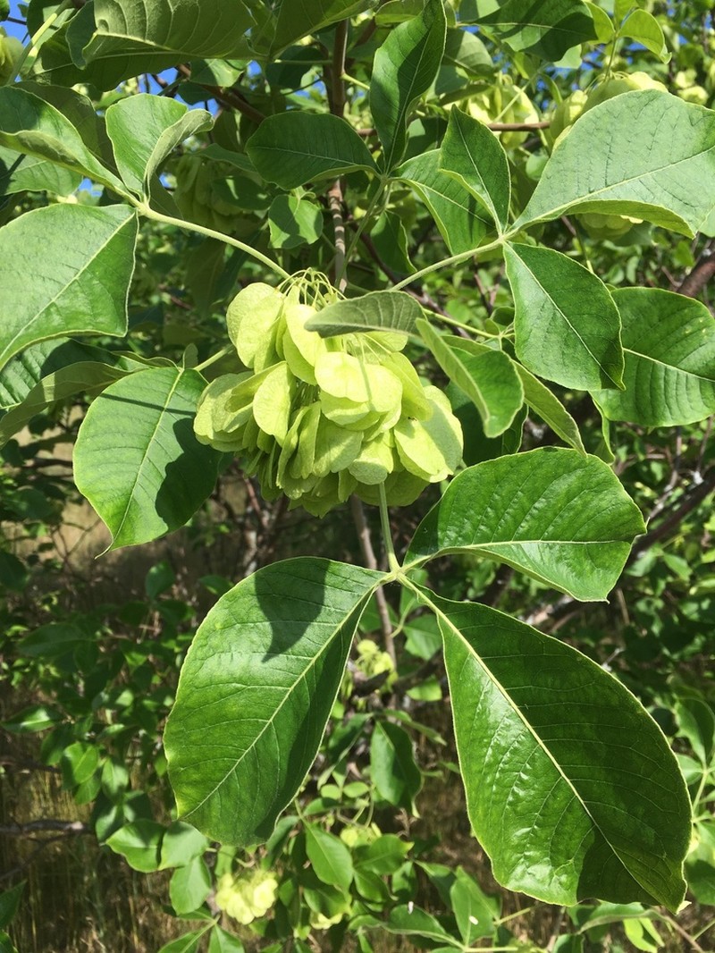 Common Hoptree photo 6