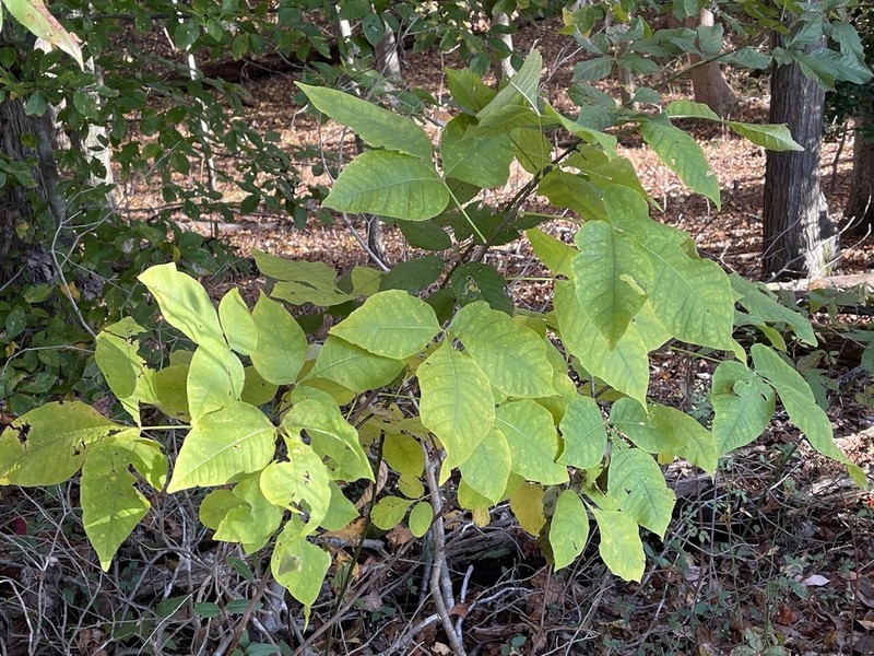 Common Hoptree photo 7