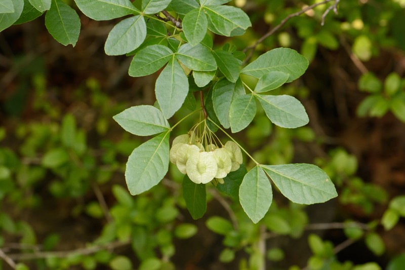 Ptelea trifoliata subsp. angustifolia