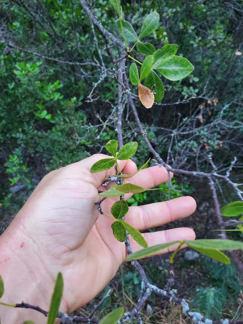 Ptelea trifoliata subsp. angustifolia photo 2