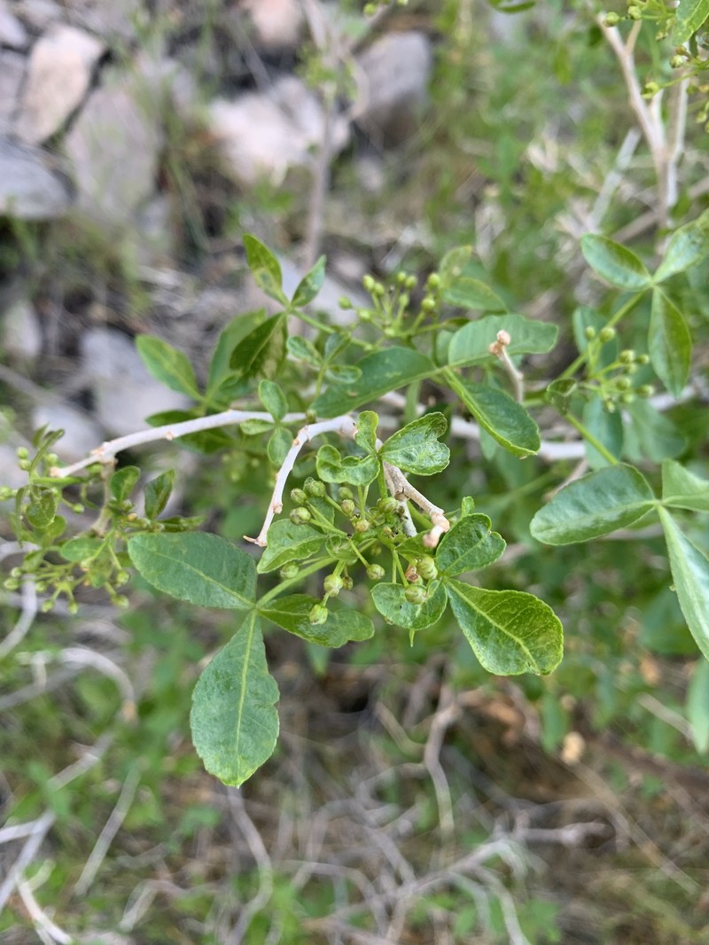 Ptelea trifoliata subsp. angustifolia photo 3