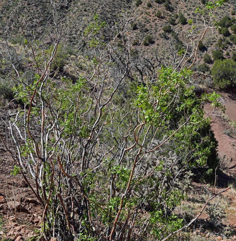 Ptelea trifoliata subsp. angustifolia photo 4