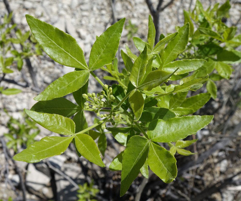 Ptelea trifoliata subsp. angustifolia photo 5