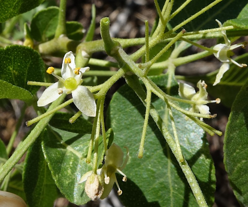 Ptelea trifoliata subsp. angustifolia photo 6