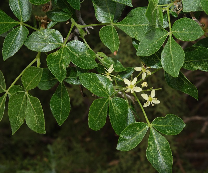 Ptelea trifoliata subsp. angustifolia photo 7
