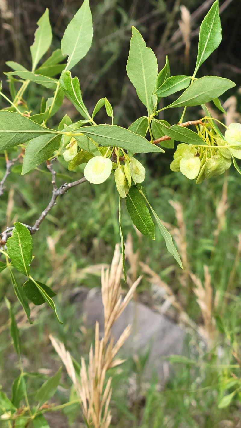 Ptelea trifoliata subsp. pallida