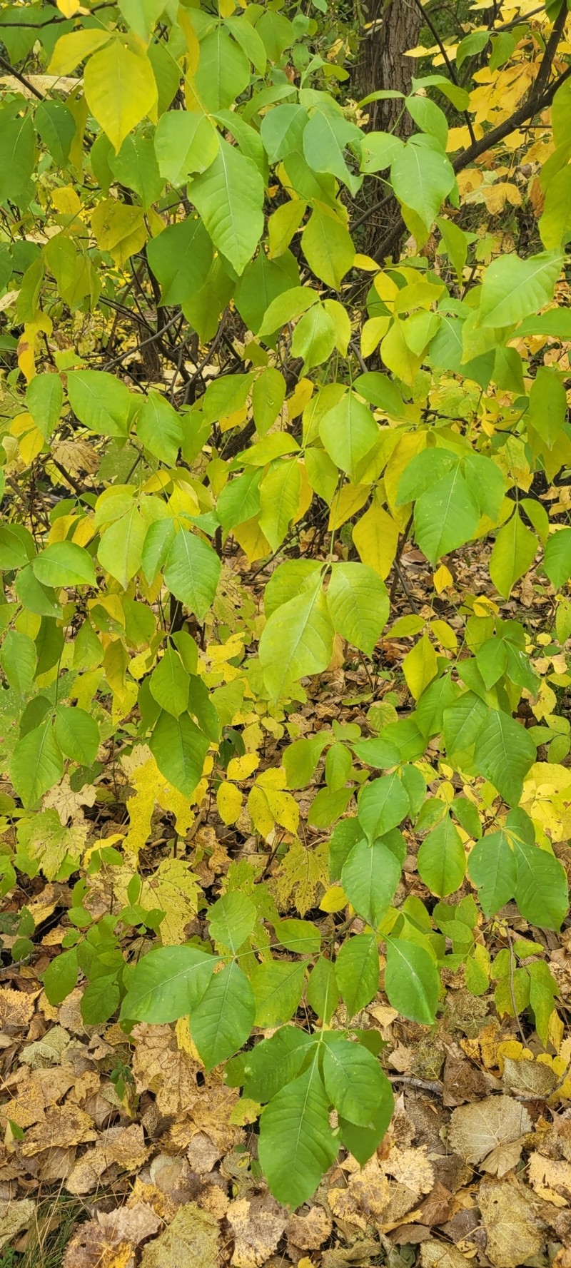 Ptelea trifoliata subsp. pallida photo 2