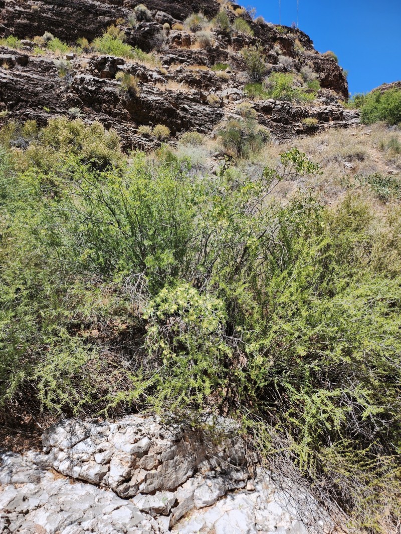 Ptelea trifoliata subsp. pallida photo 3