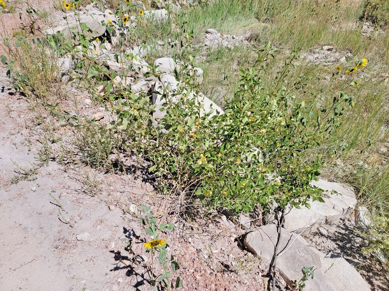 Ptelea trifoliata subsp. pallida photo 4
