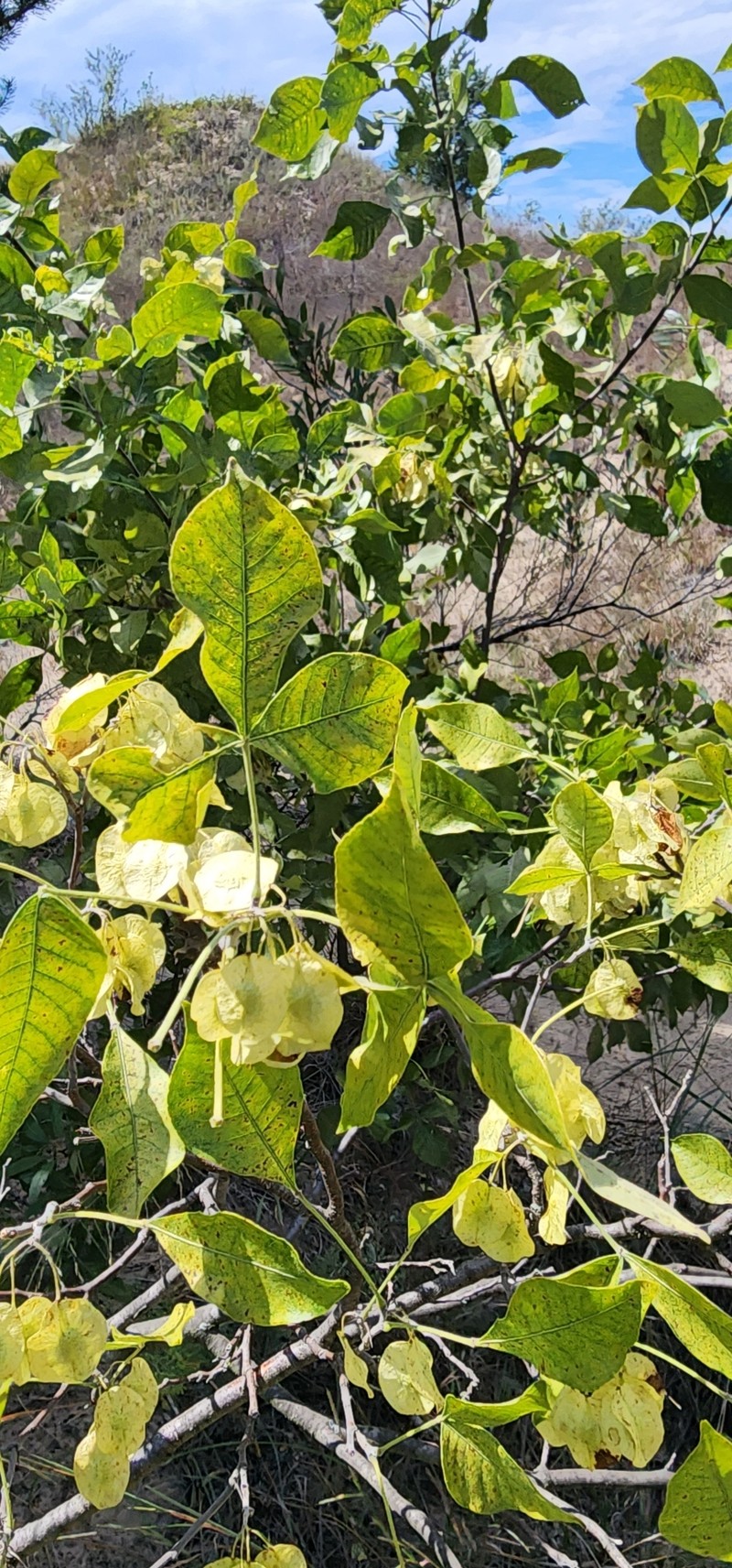 Ptelea trifoliata subsp. pallida photo 5