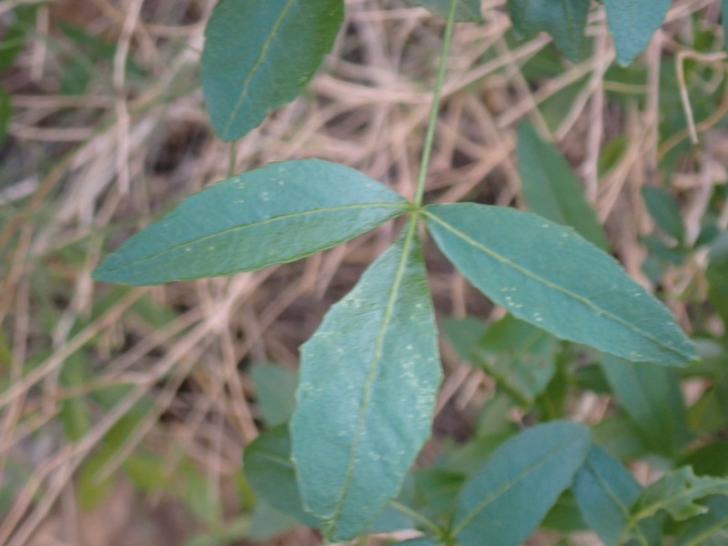 Ptelea trifoliata subsp. pallida photo 7