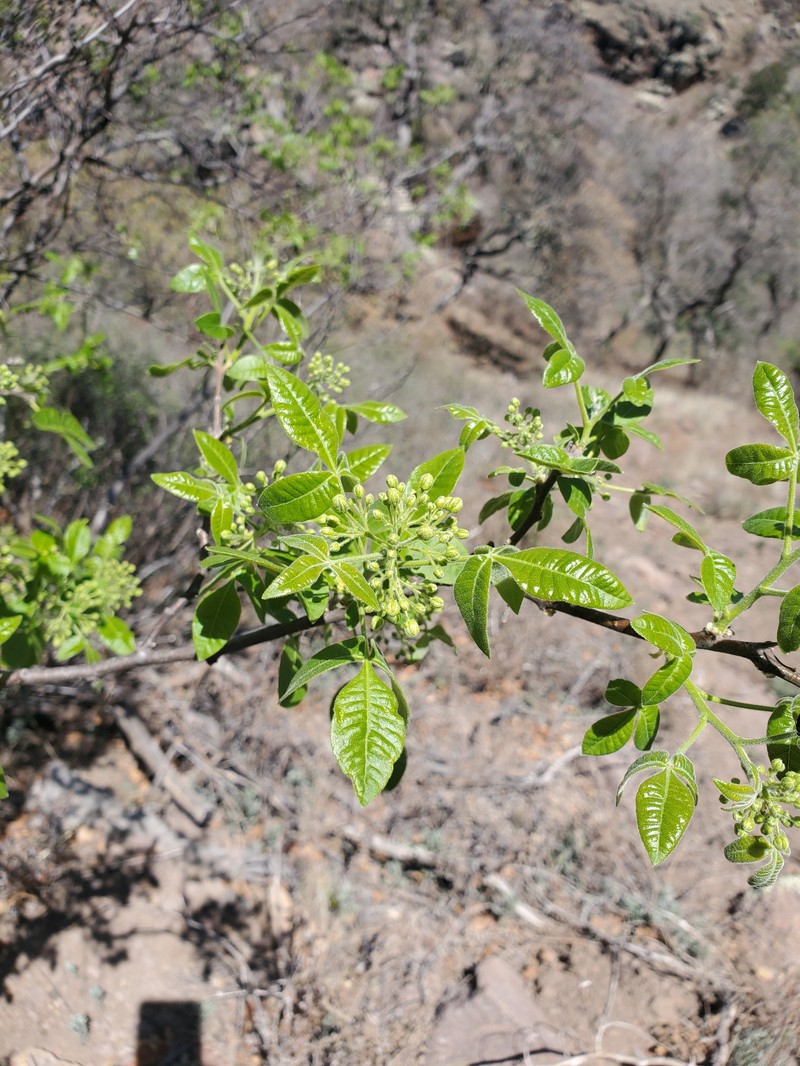 Ptelea trifoliata subsp. polyadenia