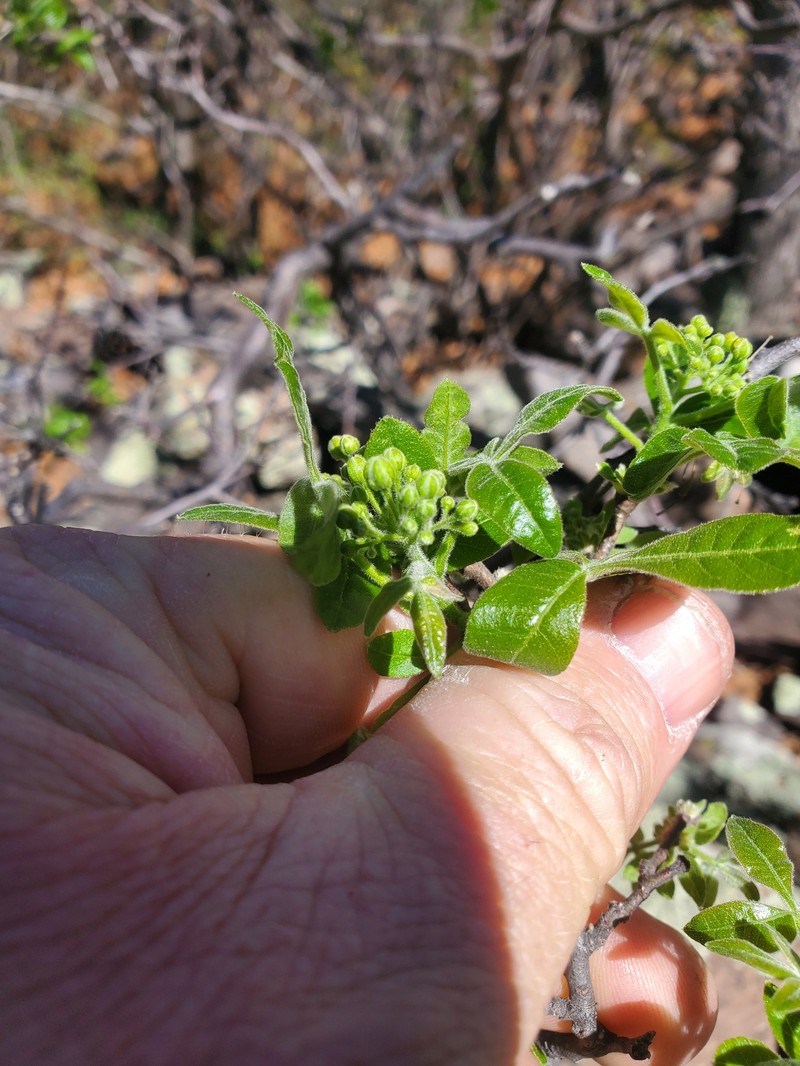 Ptelea trifoliata subsp. polyadenia photo 2
