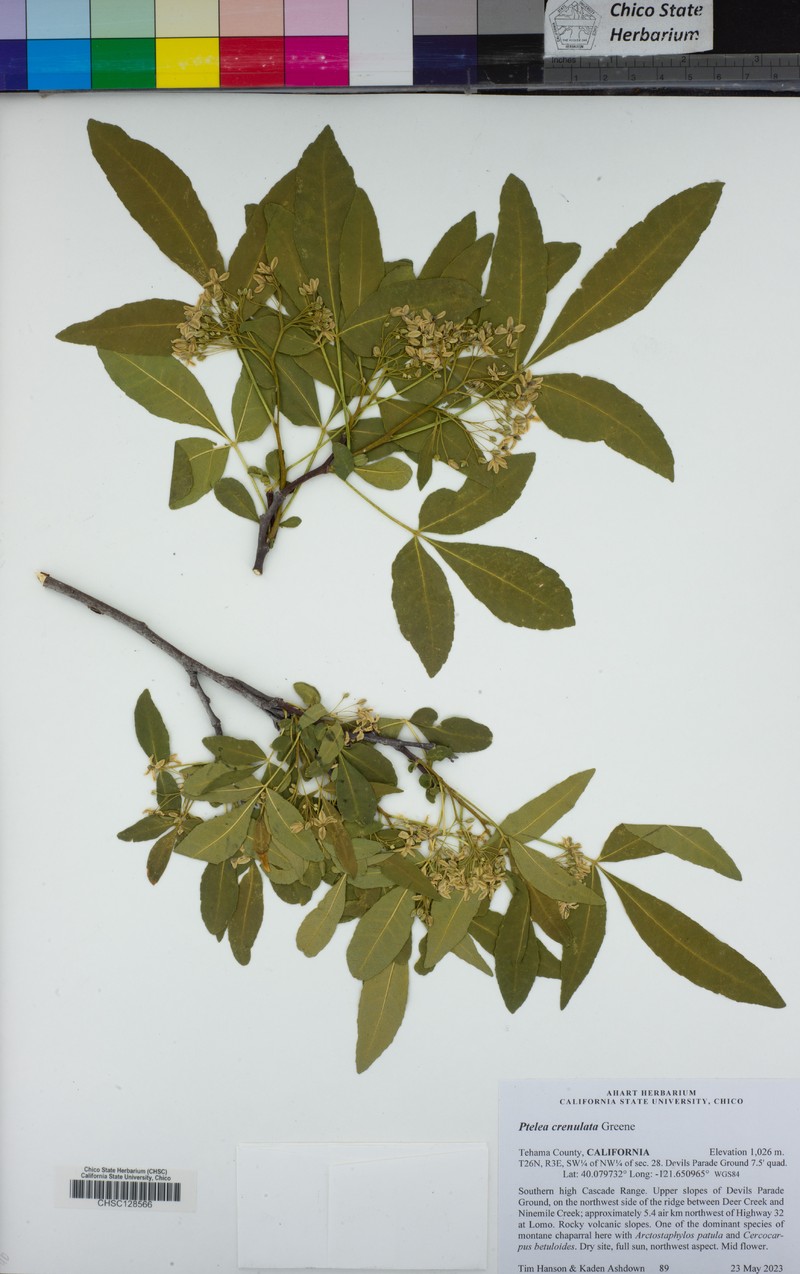 Ptelea trifoliata subsp. polyadenia photo 3