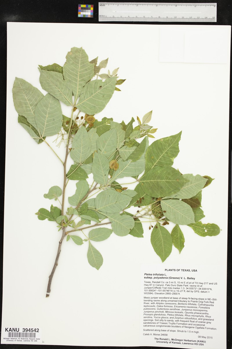 Ptelea trifoliata subsp. polyadenia photo 4