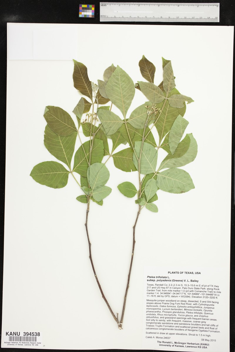 Ptelea trifoliata subsp. polyadenia photo 5