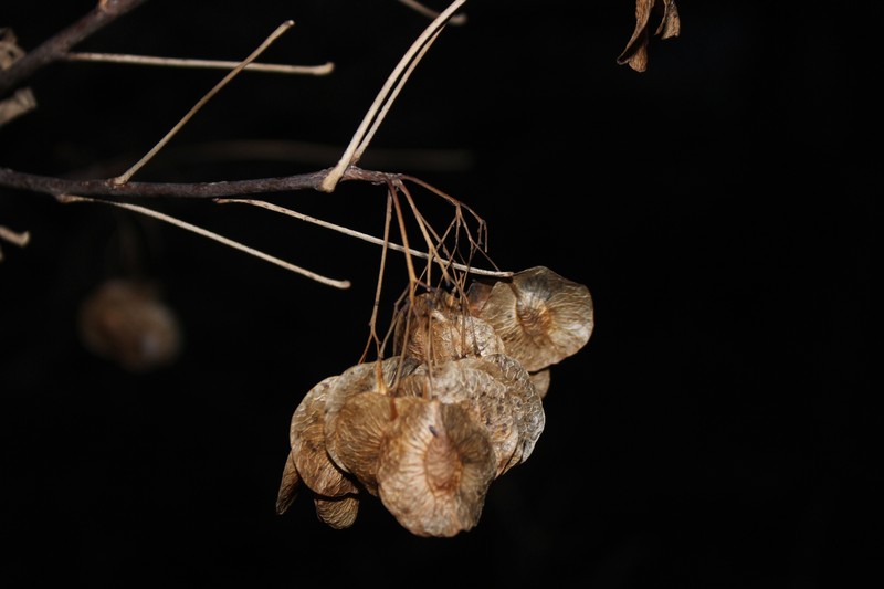 Ptelea trifoliata subsp. trifoliata