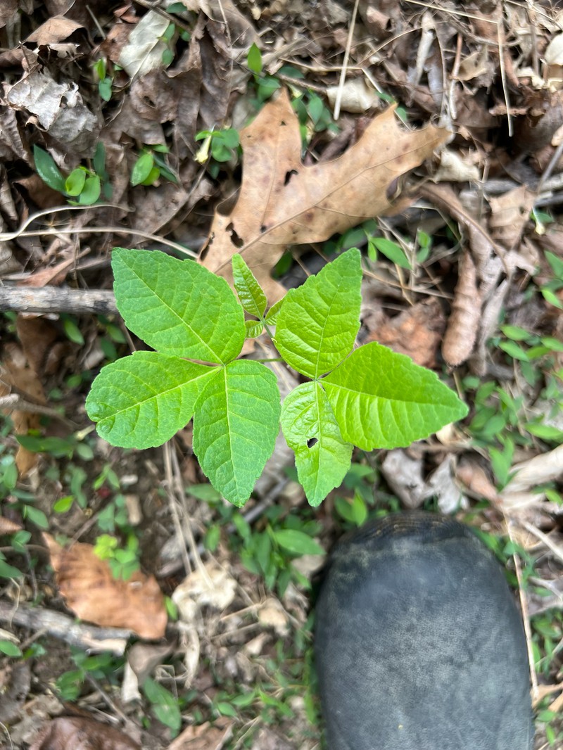 Ptelea trifoliata subsp. trifoliata photo 2