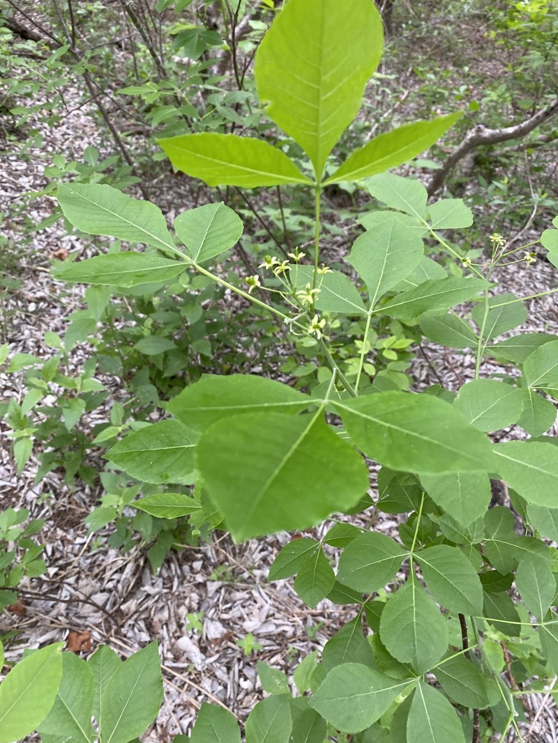 Ptelea trifoliata subsp. trifoliata photo 3
