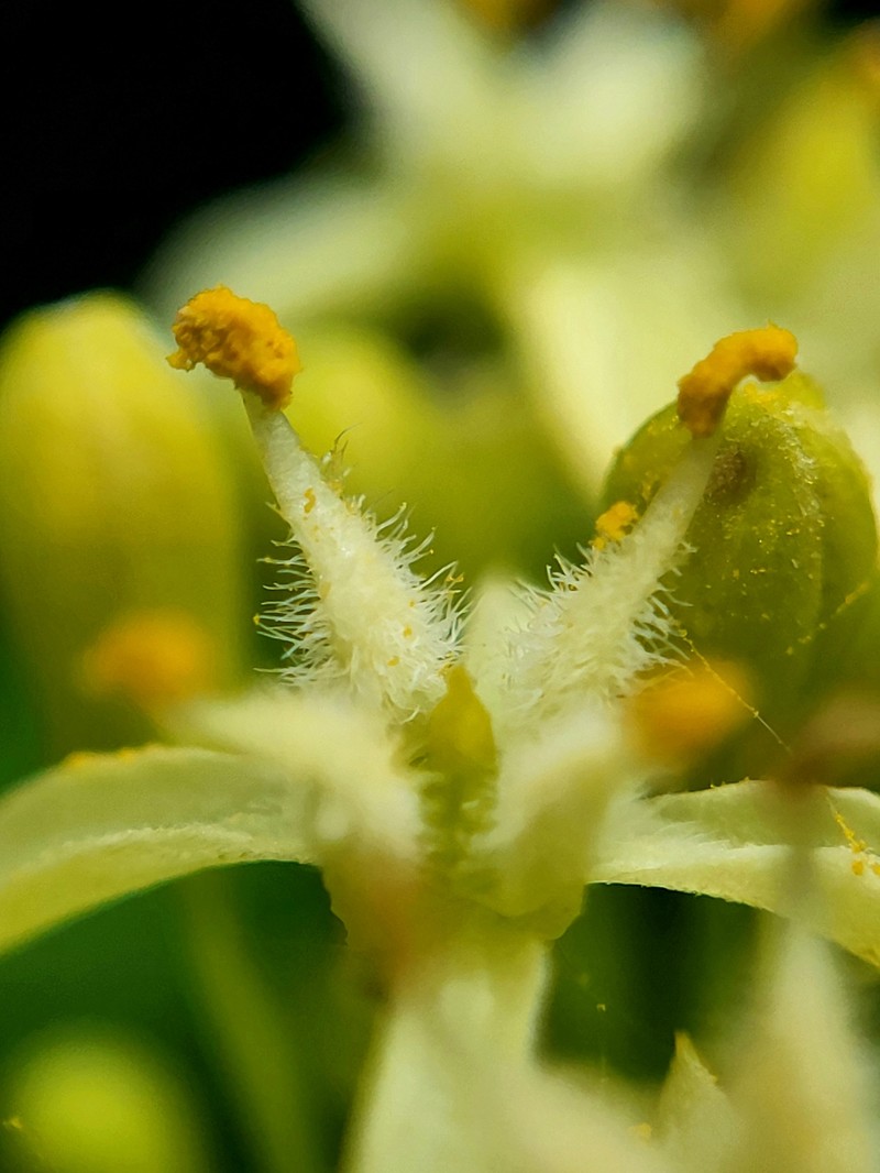 Ptelea trifoliata subsp. trifoliata photo 4
