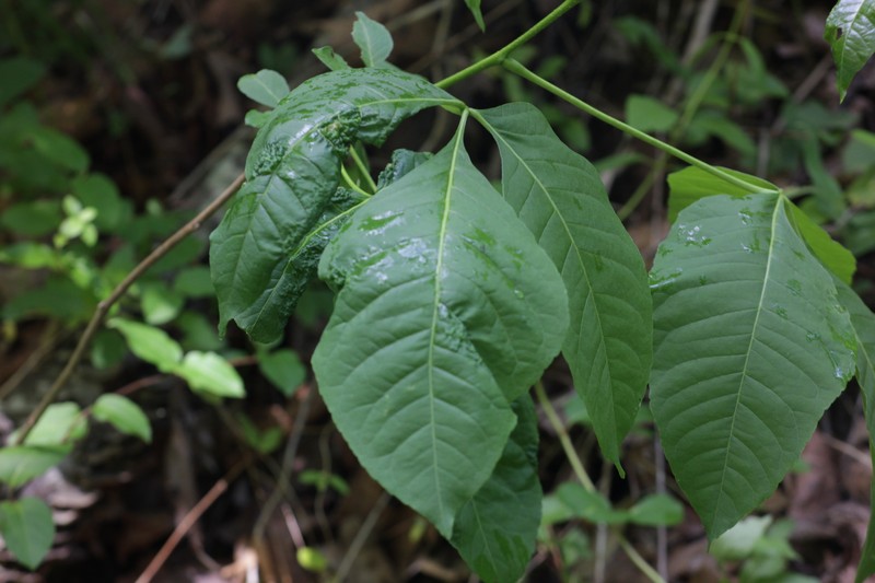 Ptelea trifoliata subsp. trifoliata photo 5
