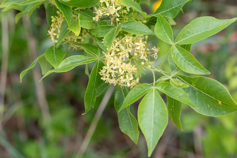 Ptelea trifoliata subsp. trifoliata photo 6