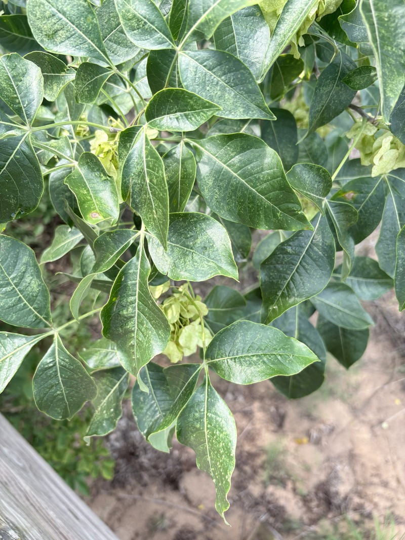 Ptelea trifoliata subsp. trifoliata photo 7