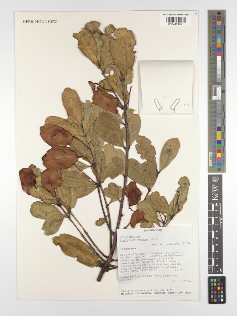 Ptelidium ovatum