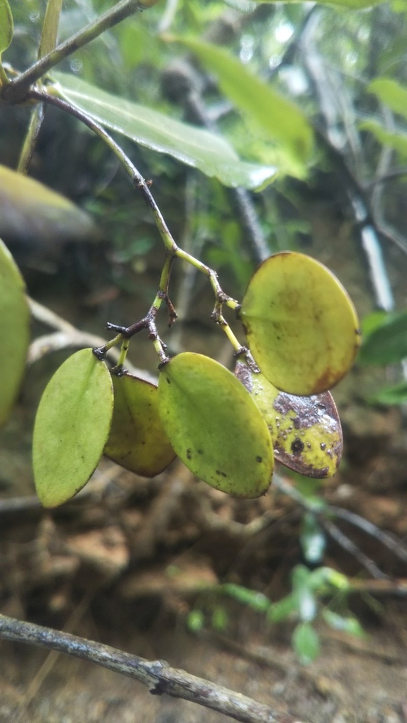 Ptelidium scandens