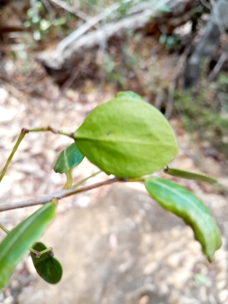Ptelidium scandens photo 2