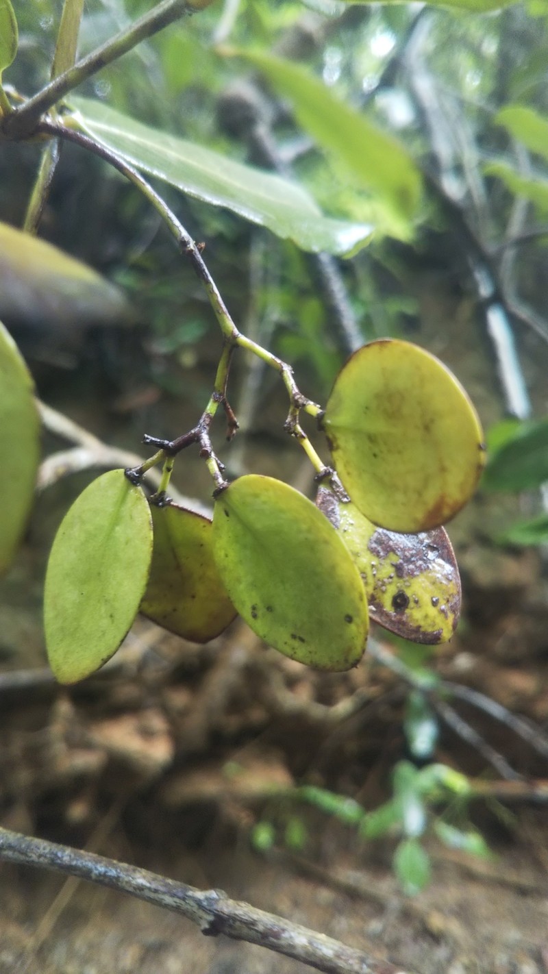Ptelidium scandens photo 3