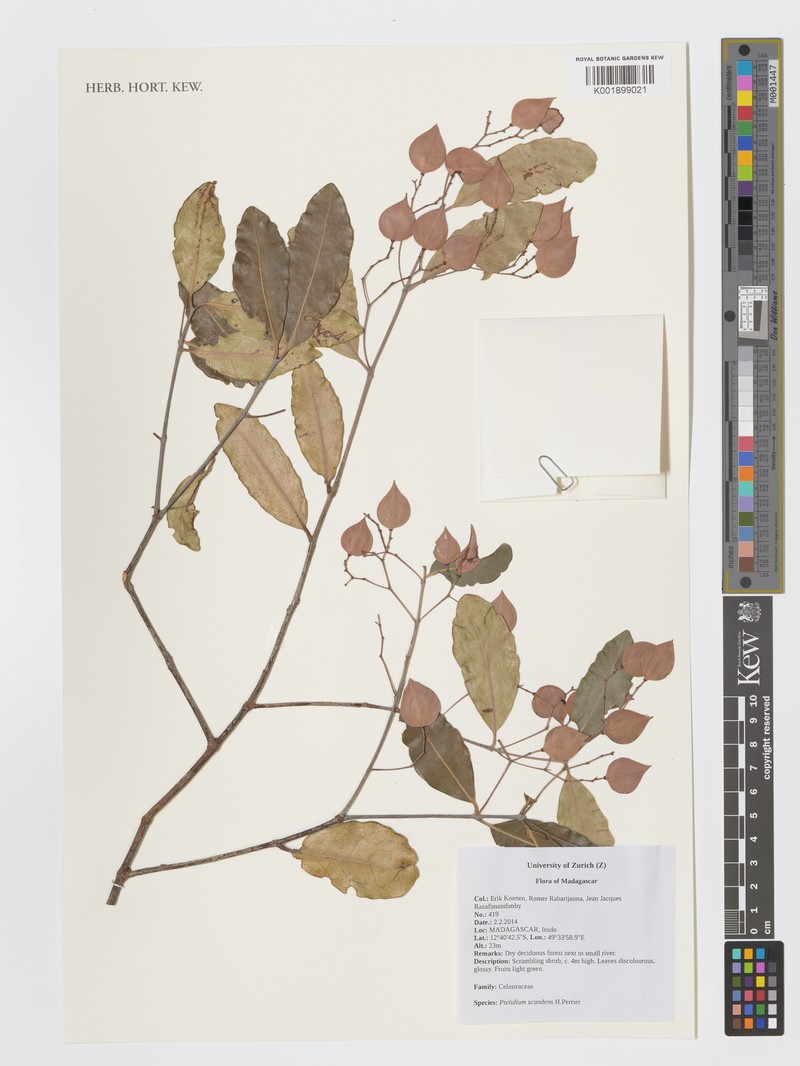 Ptelidium scandens photo 4