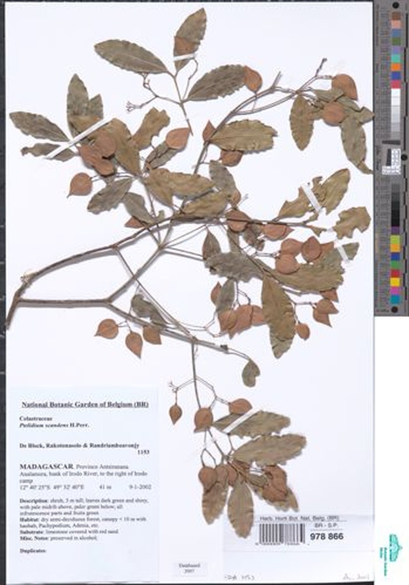 Ptelidium scandens photo 5