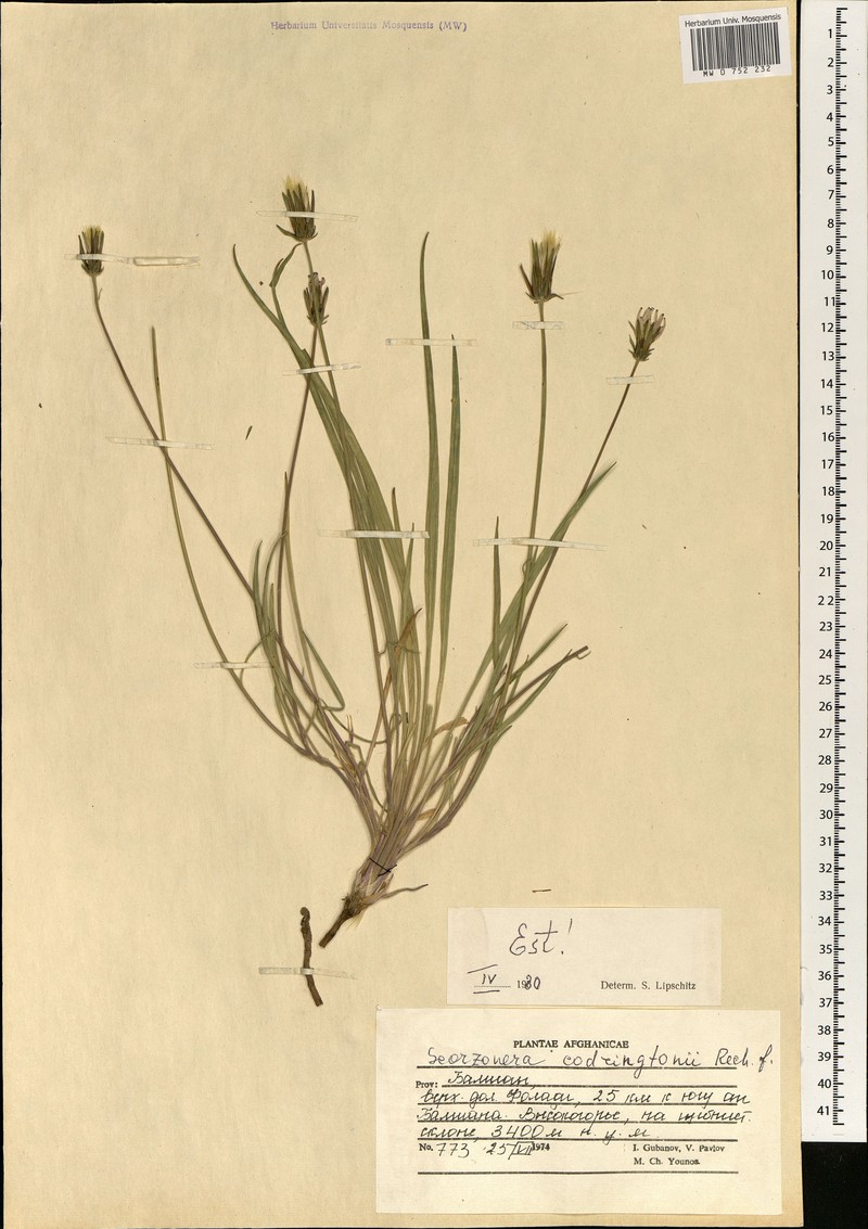 Pterachaenia codringtonii