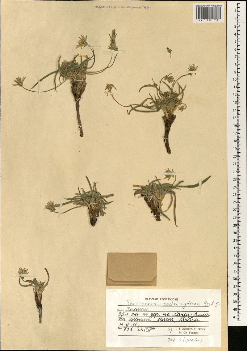 Pterachaenia codringtonii photo 2
