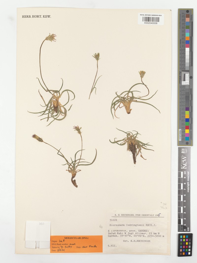 Pterachaenia codringtonii photo 3