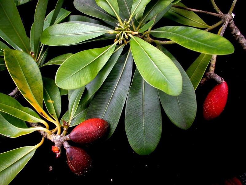 Kauai Pteralyxia