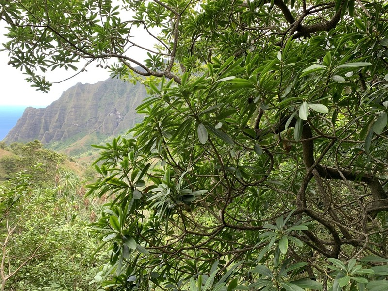 Kauai Pteralyxia photo 2