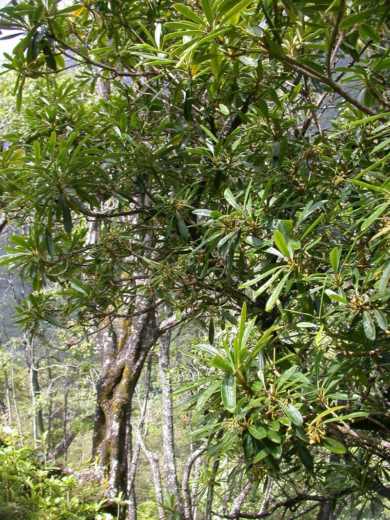 Kauai Pteralyxia photo 6