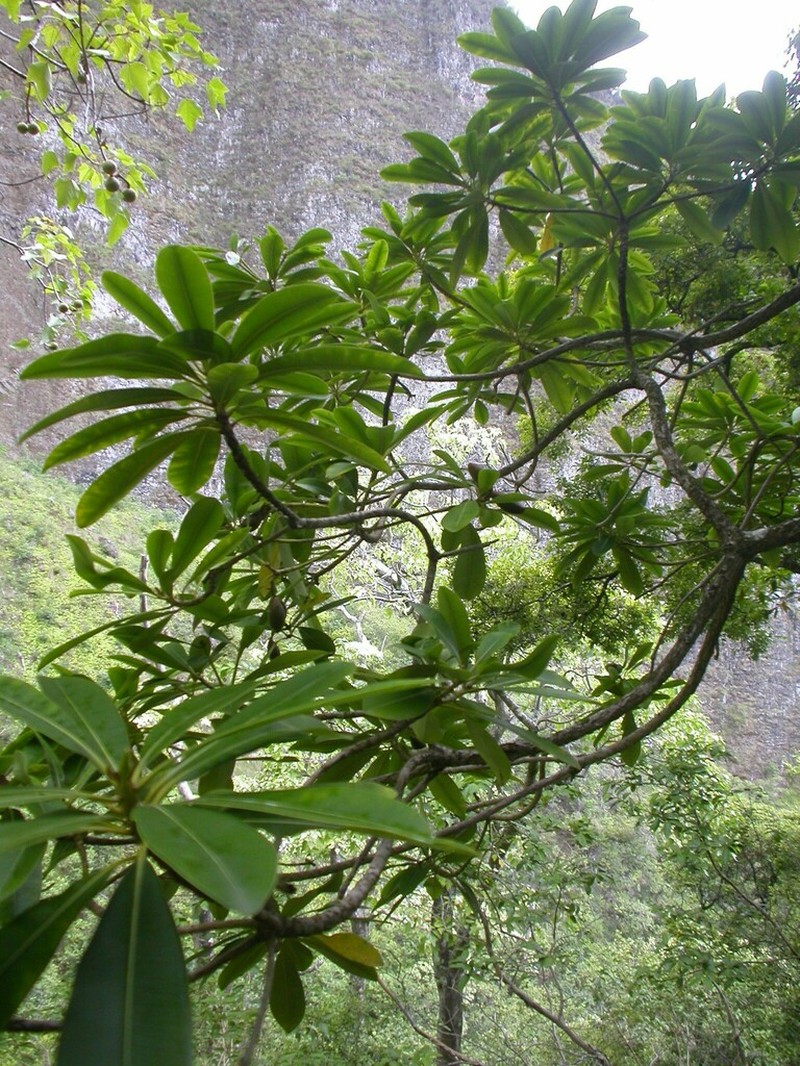 Kauai Pteralyxia photo 7