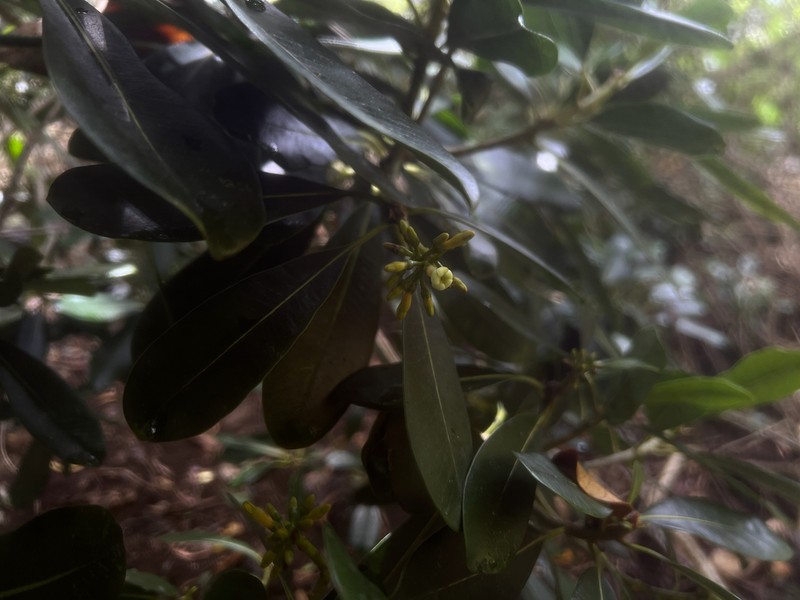 Kauai Pteralyxia photo 8