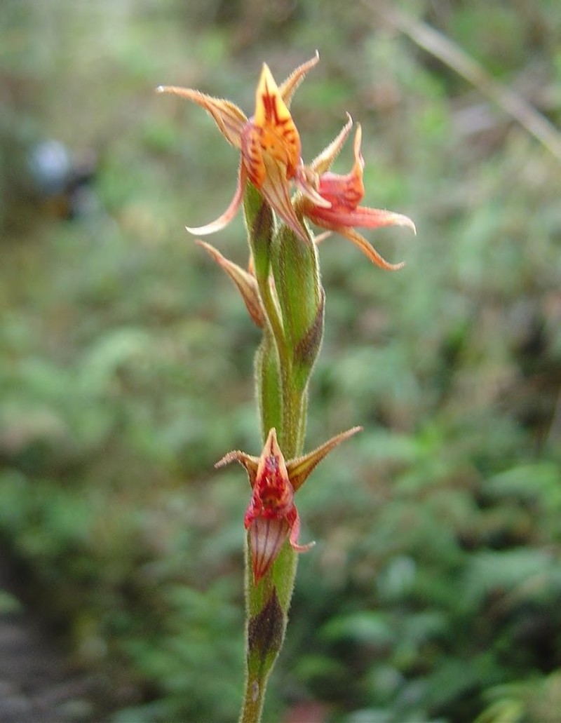 Pterichis aragogiana