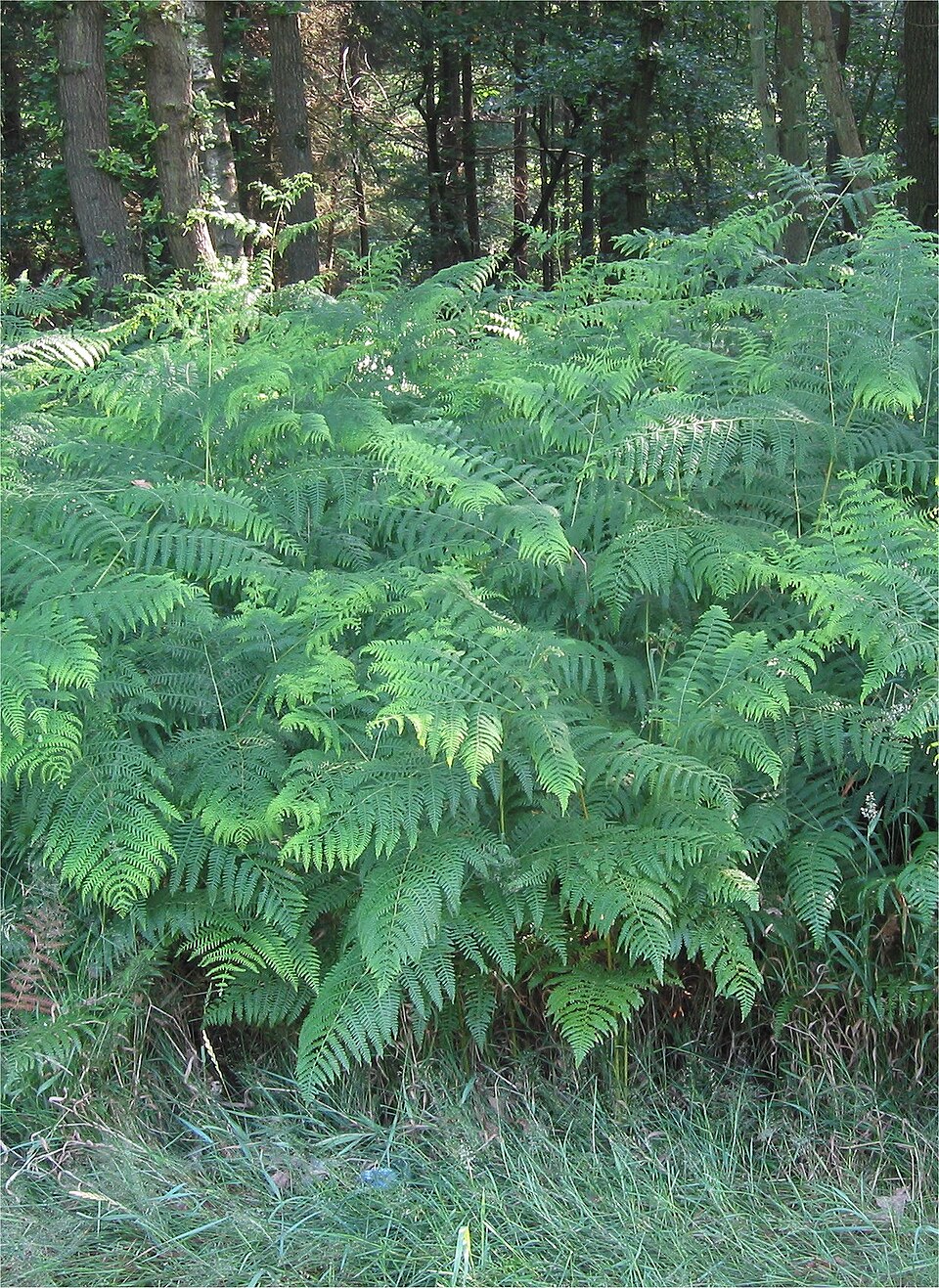 Western Brackenfern