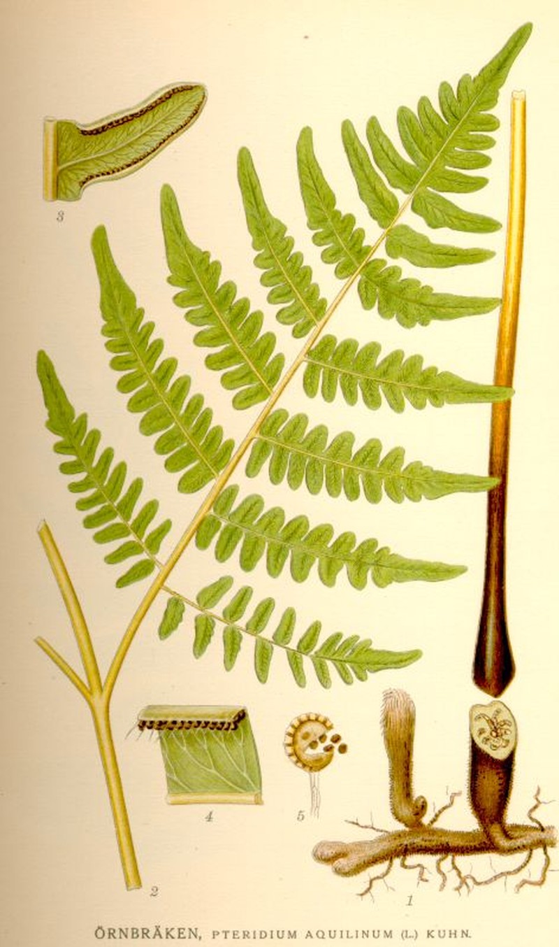 Western Brackenfern photo 4