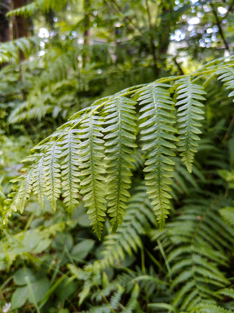 Western Brackenfern photo 3