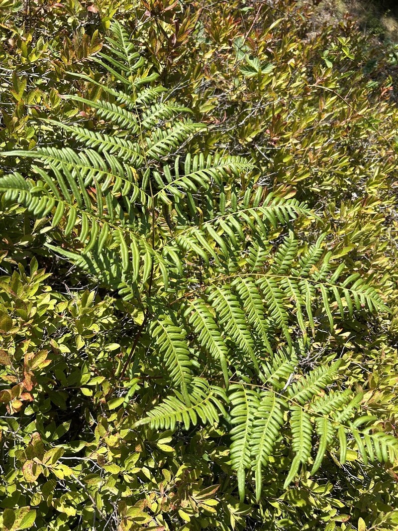 Western Brackenfern photo 5