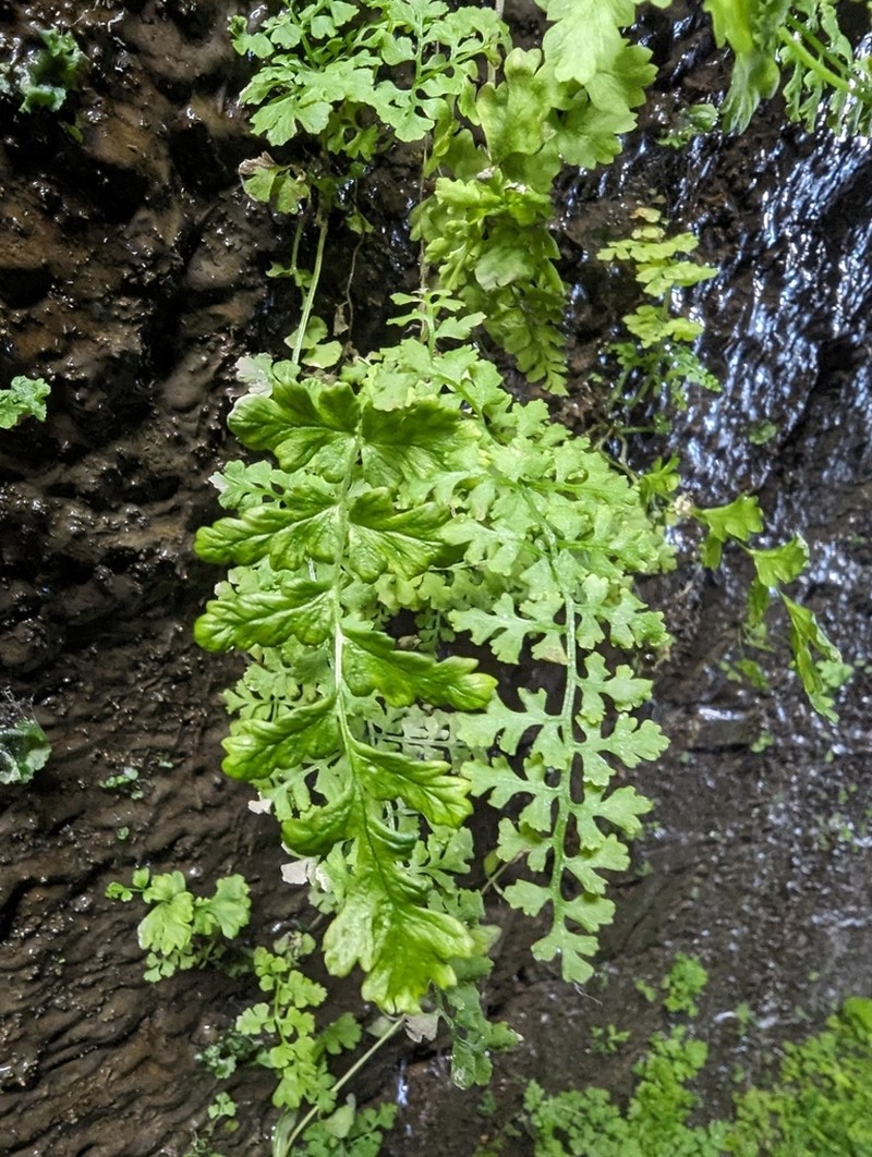 Western Brackenfern photo 6